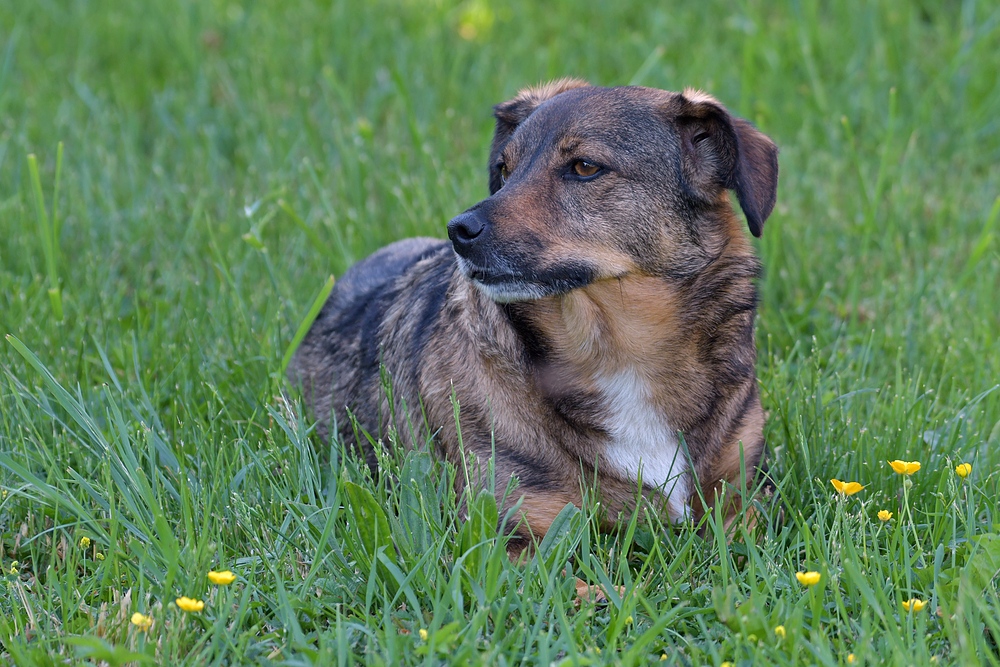 Poldi: 15 kg toller Hund 01