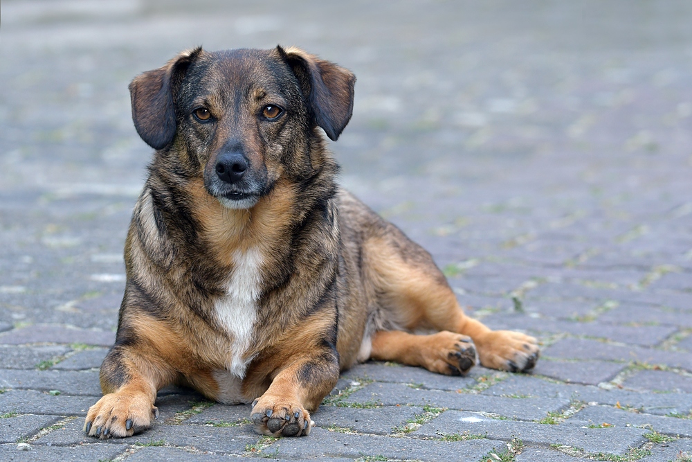 Poldi: 15 kg toller Hund 02