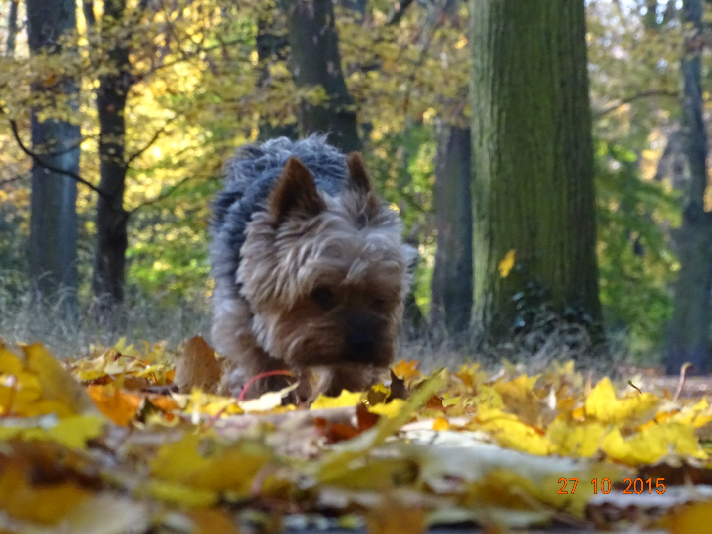 Poldi