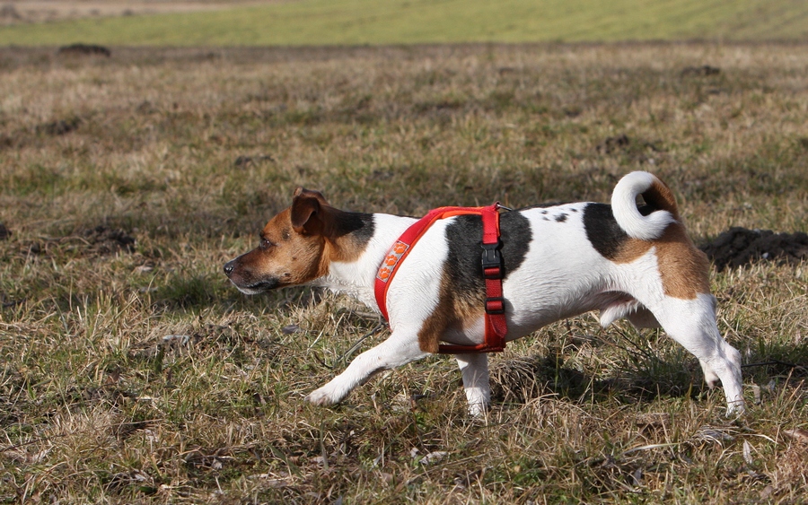 Poldi als Vorstehhund :-)