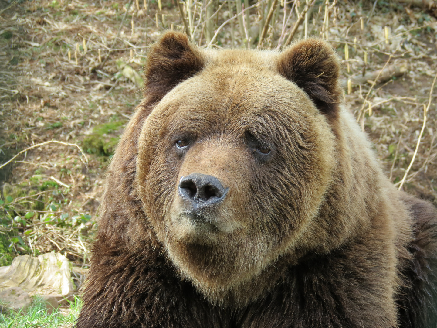 Poldi Bärenpark Schwarzwald