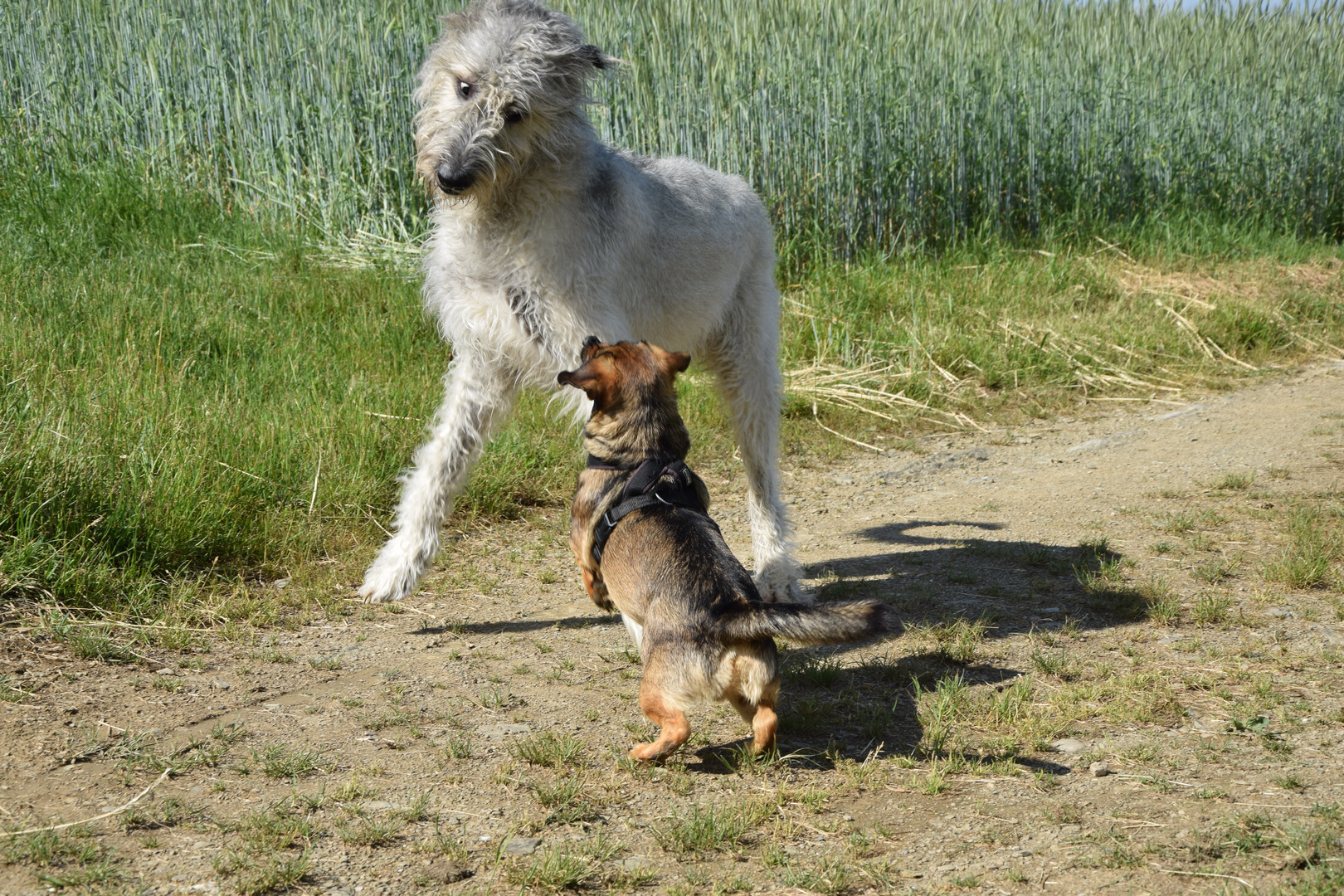 Poldi, Caneli & Conner_01