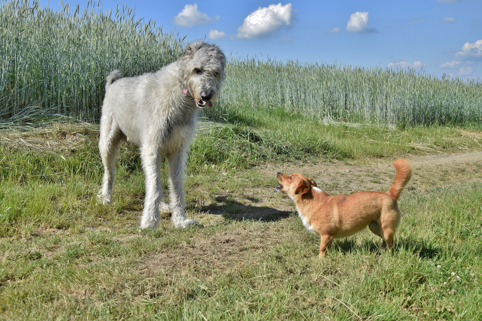 Poldi, Caneli & Conner_02