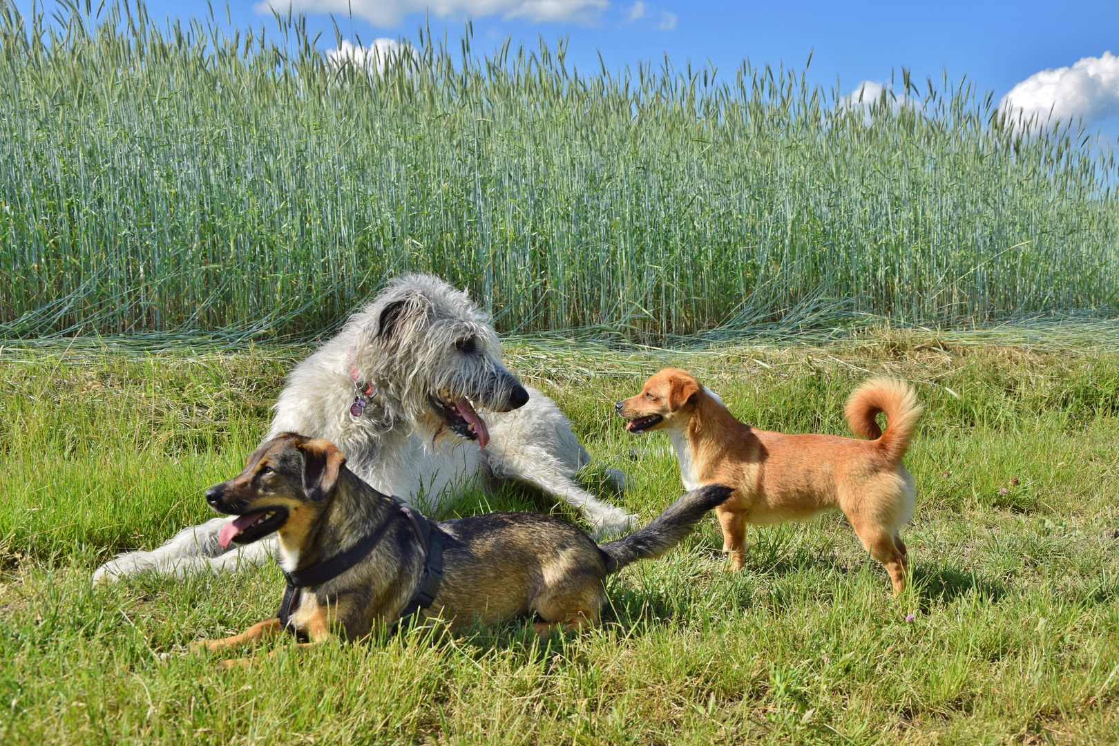 Poldi, Caneli & Conner_04