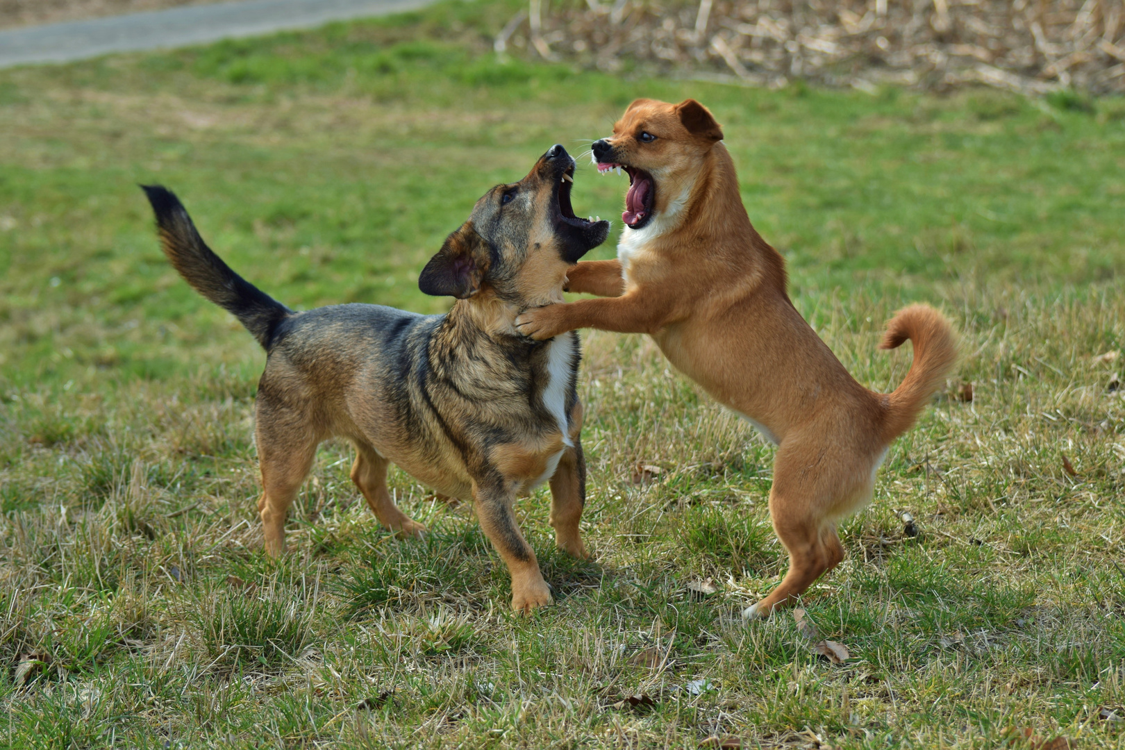 Poldi & Caneli: Kampfhunde 