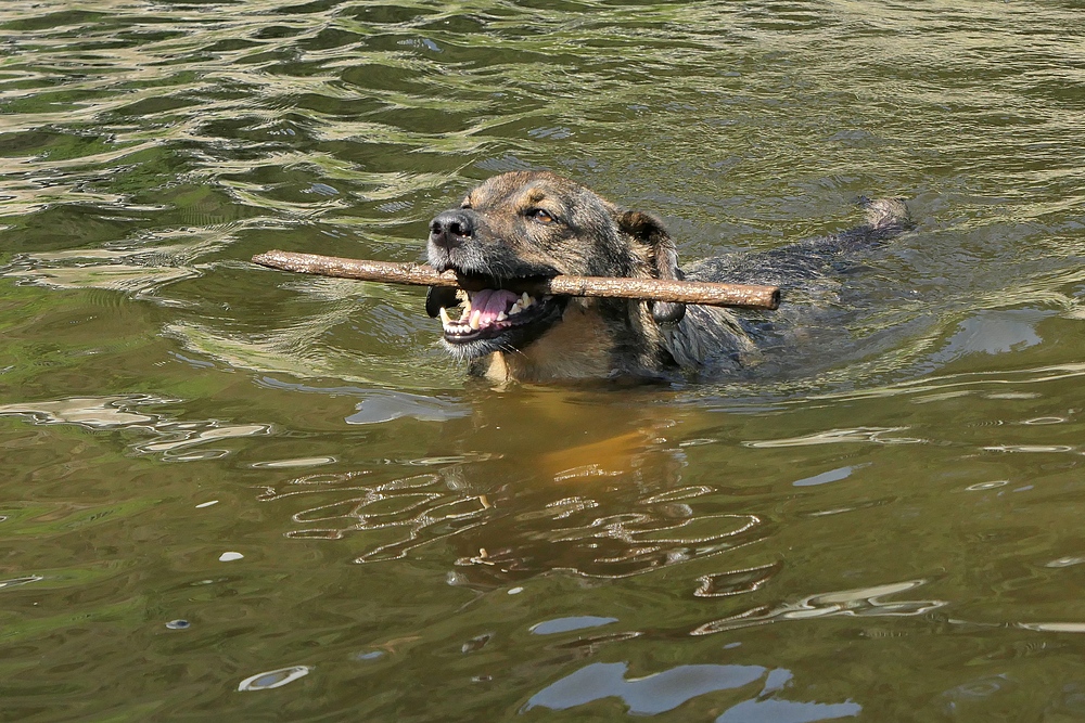 Poldi: Hundstage