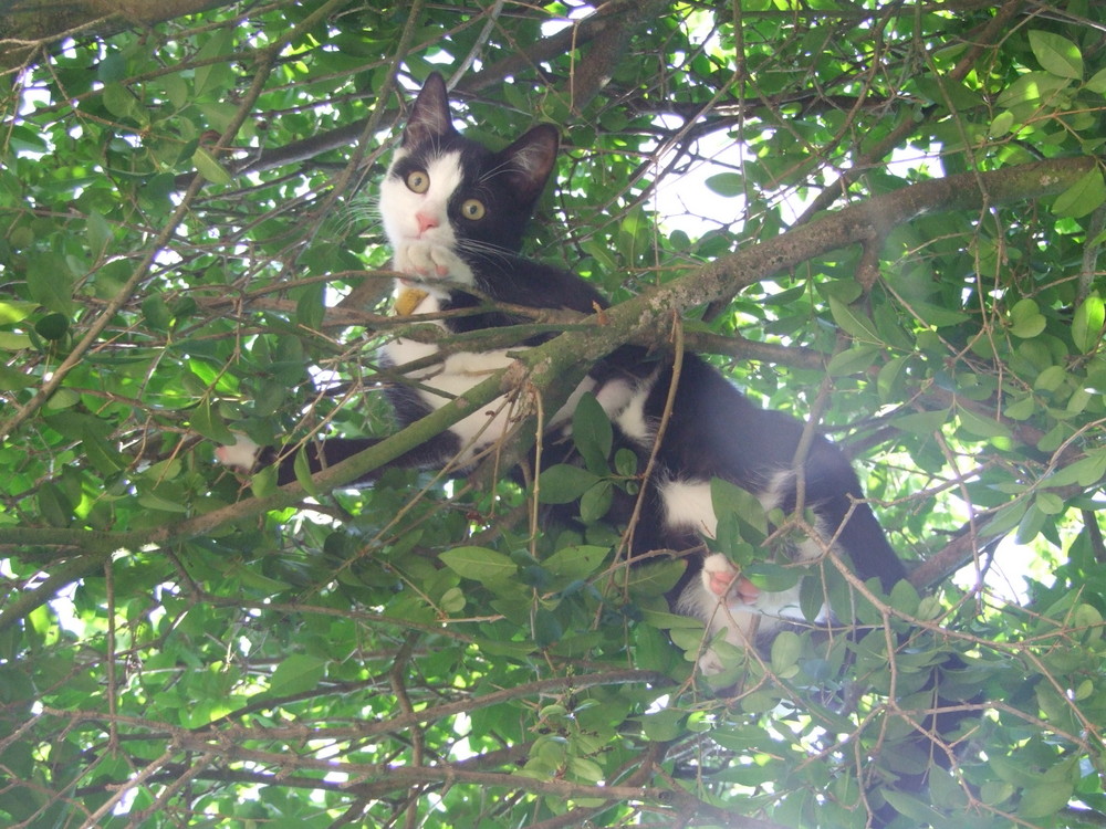 Poldis Ausflug auf nen Baum