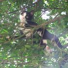 Poldis Ausflug auf nen Baum