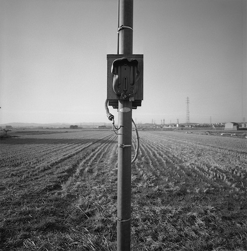 Pole at the rice field