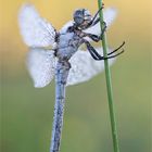 Pole Dance