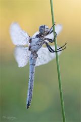 Pole Dance