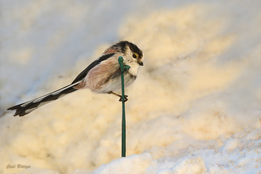 Pole Dance