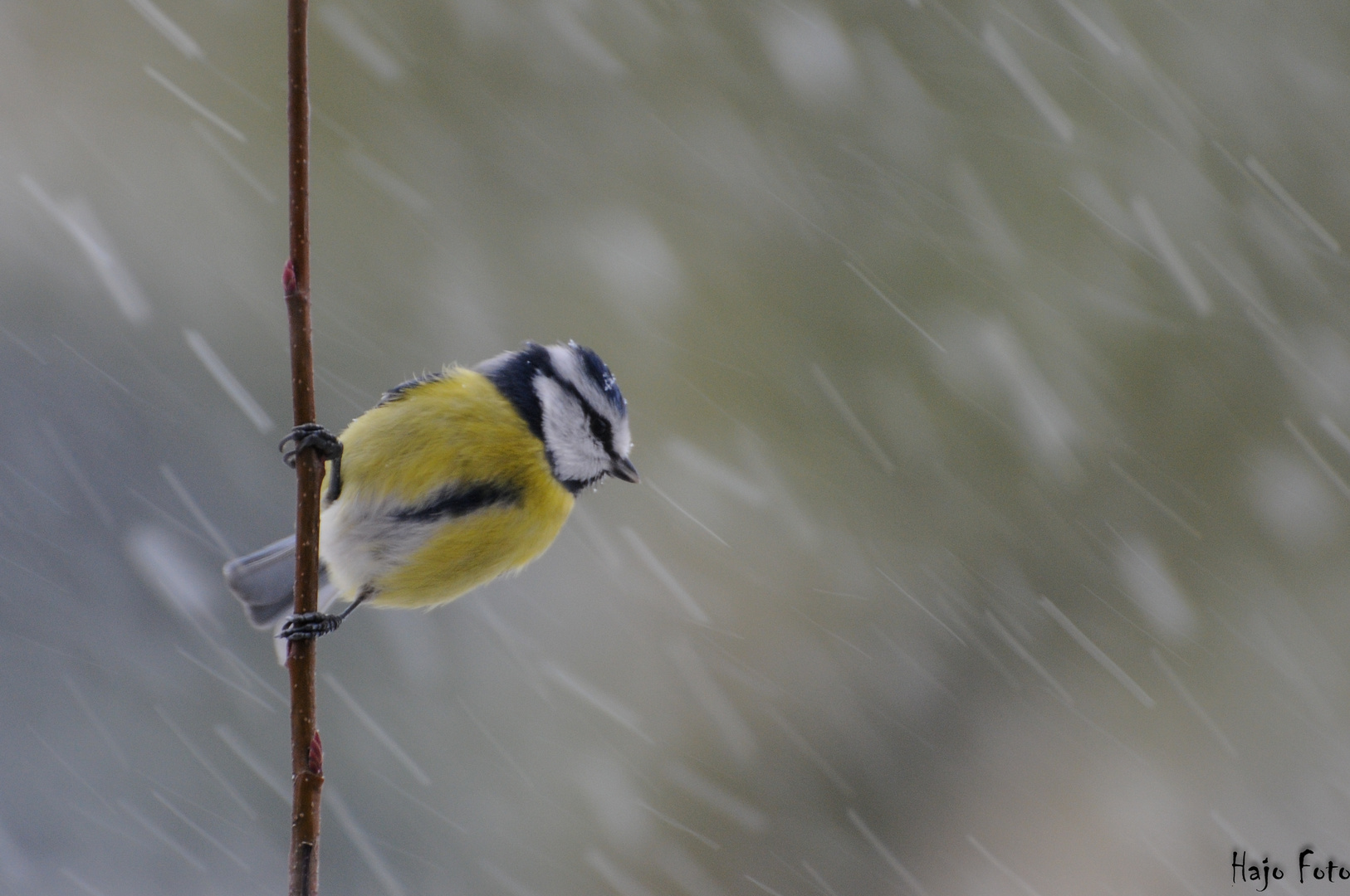 Pole Dance......