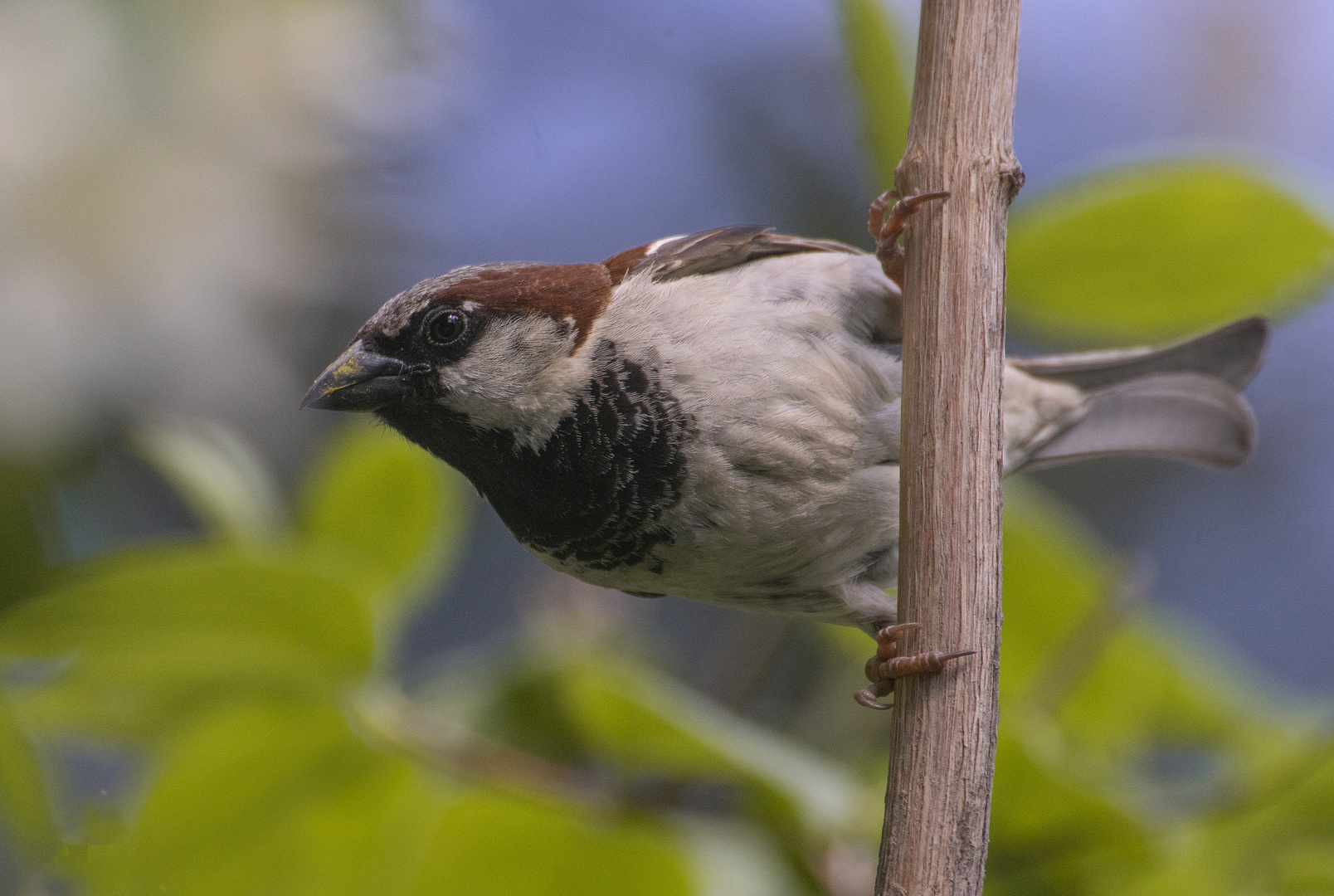 Pole dance (Passer domesticus, moineau domestique)