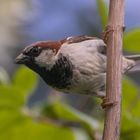 Pole dance (Passer domesticus, moineau domestique)