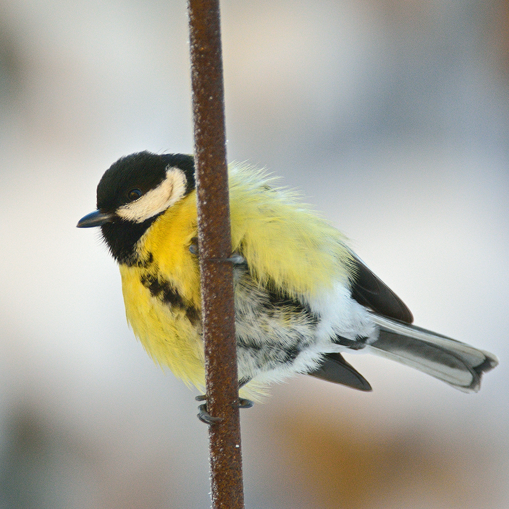 Pole-Dancer