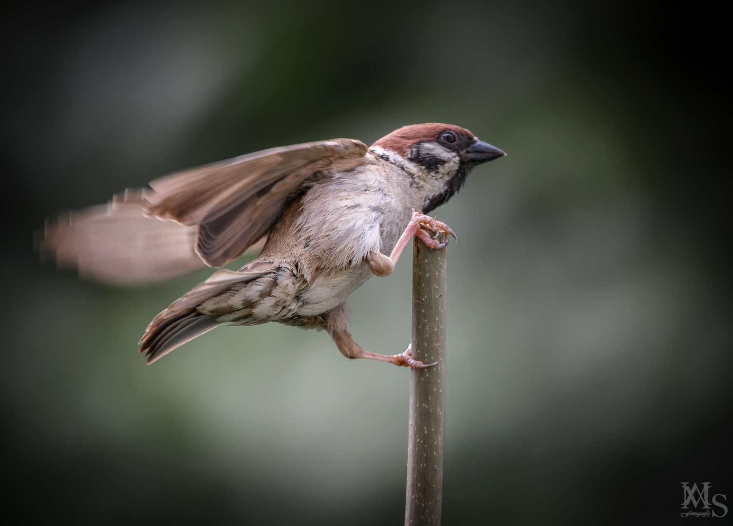 Pole Dancer :-) 