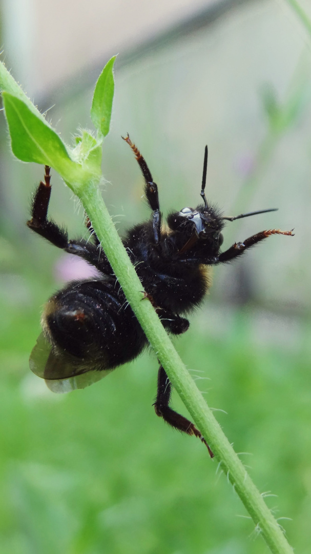 Pole Dancing Bumblebee