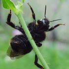 Pole Dancing Bumblebee