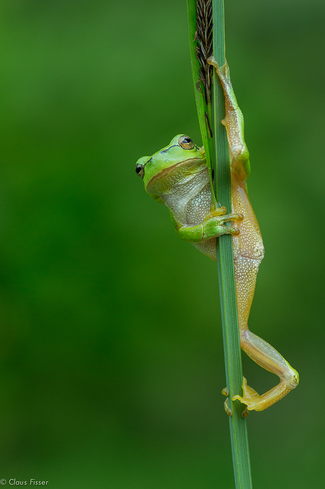 Poledance