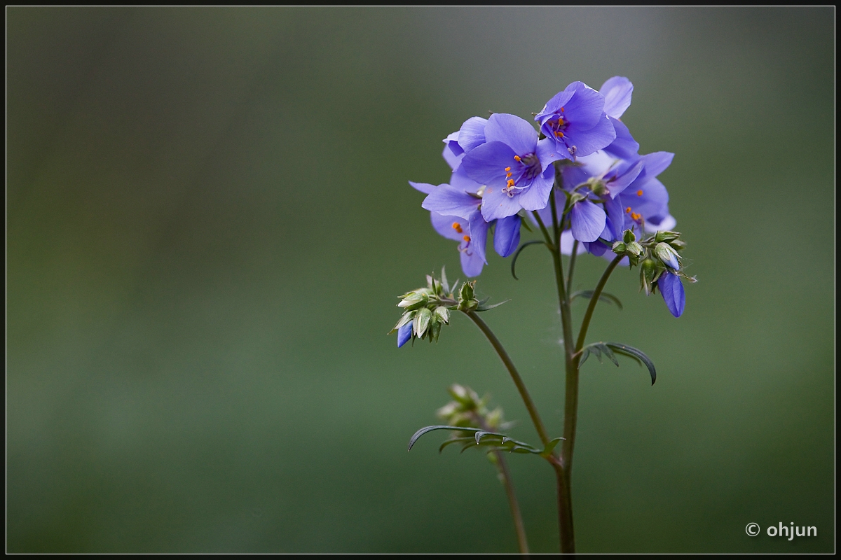 Polemonium