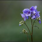 Polemonium