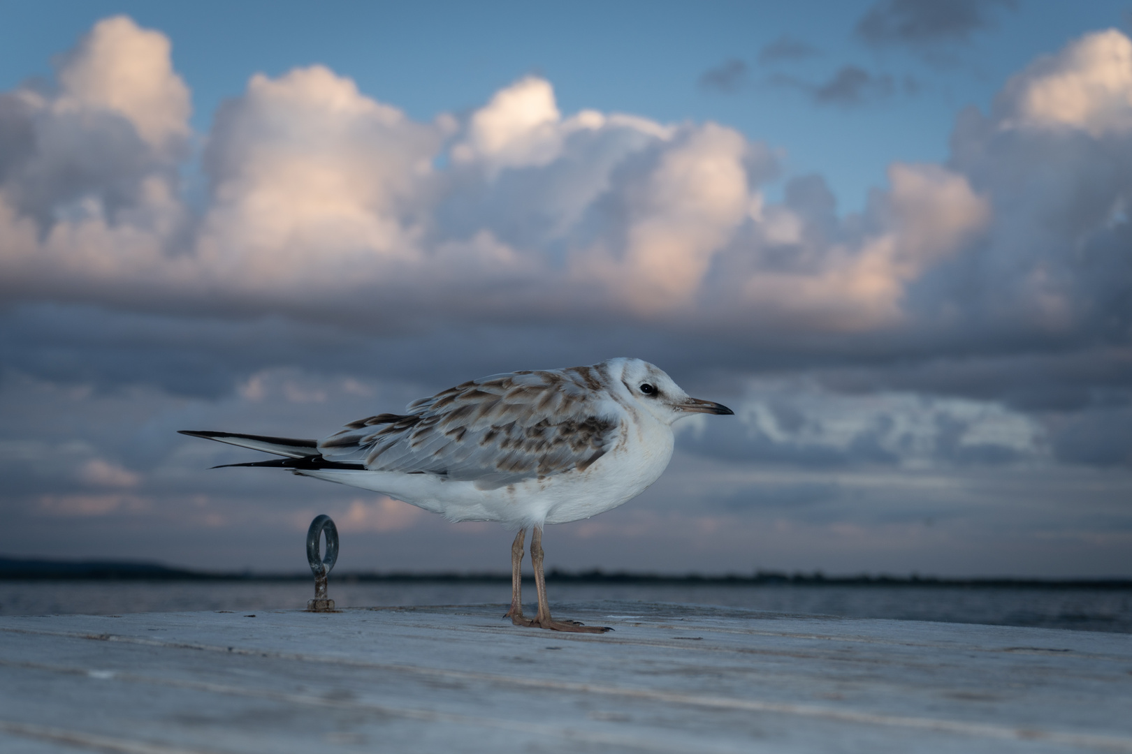 Polen Die Möwe