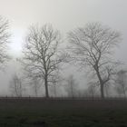 POLEN GRZYBOWO - Spaziergang im Nebel