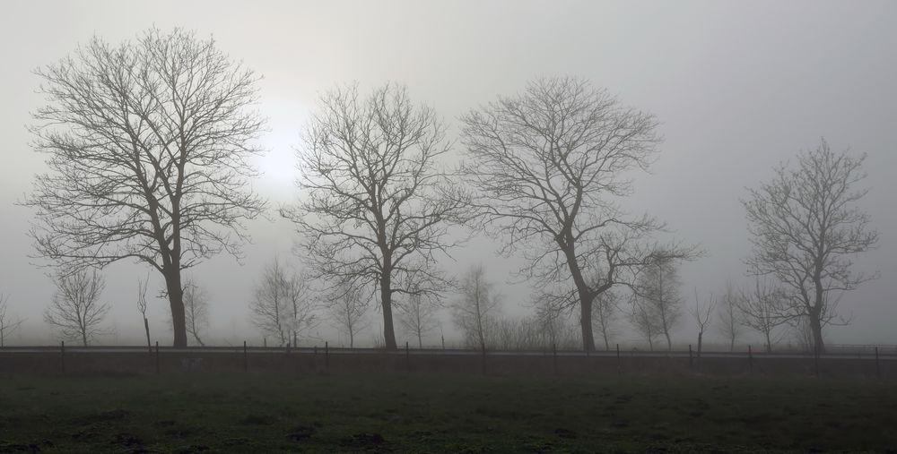 POLEN GRZYBOWO - Spaziergang im Nebel