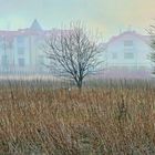 POLEN GRZYBOWO - Spaziergang im Nebel