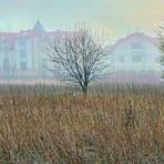 POLEN GRZYBOWO - Spaziergang im Nebel