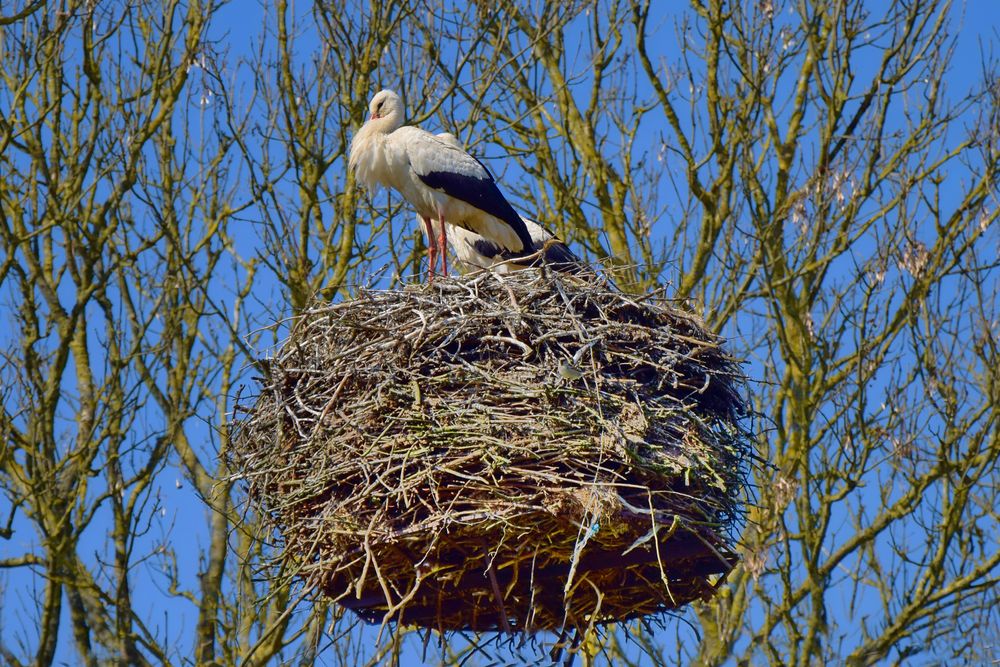 Polen  - Storchennest