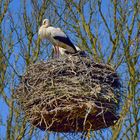 Polen  - Storchennest