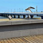 POLEN   - Strand von Grzybowo -