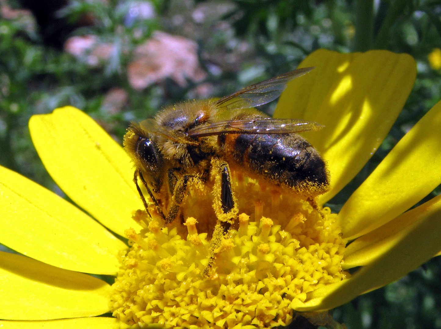 polen....bee...