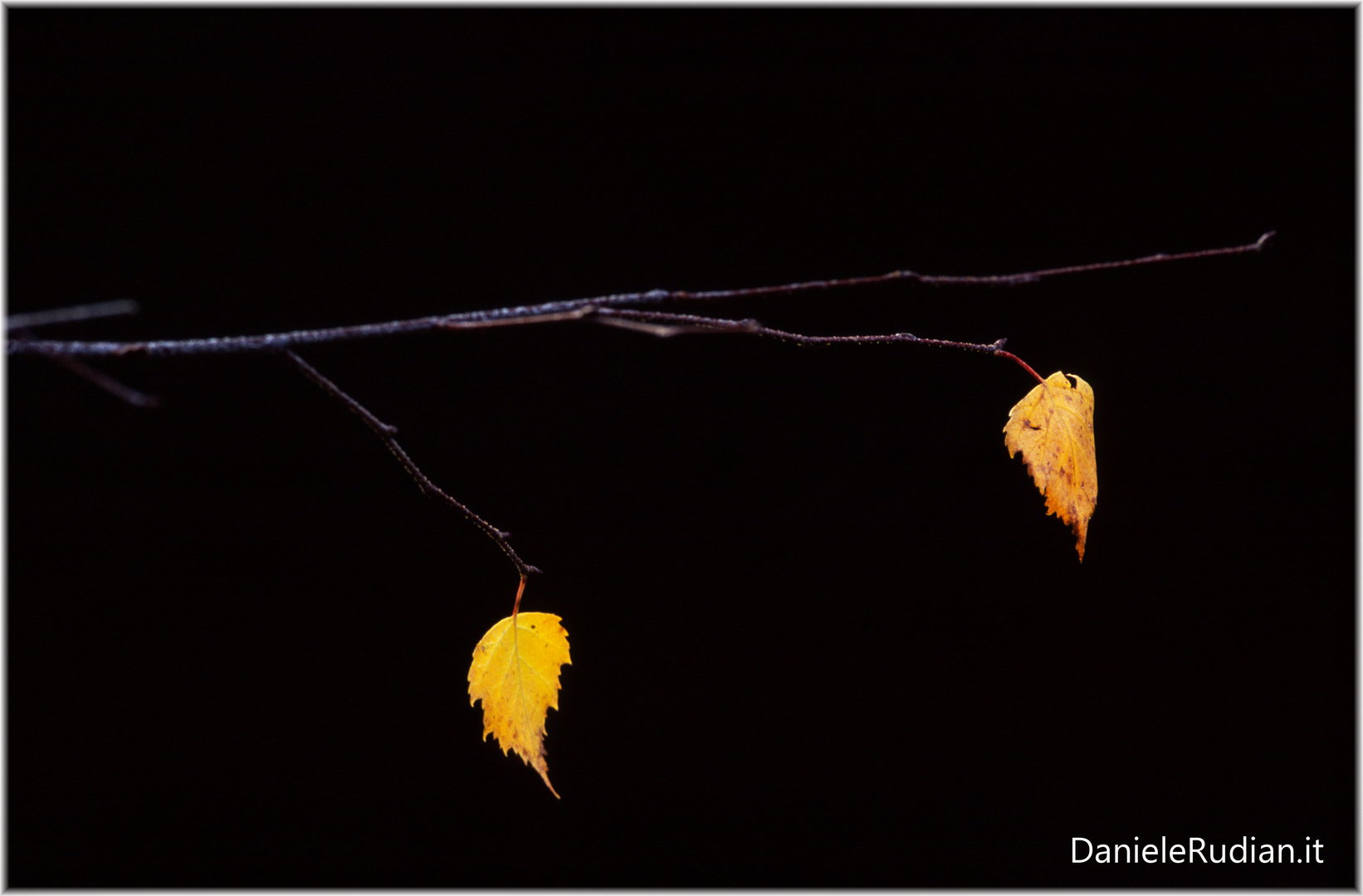 Polesine - ultime foglie