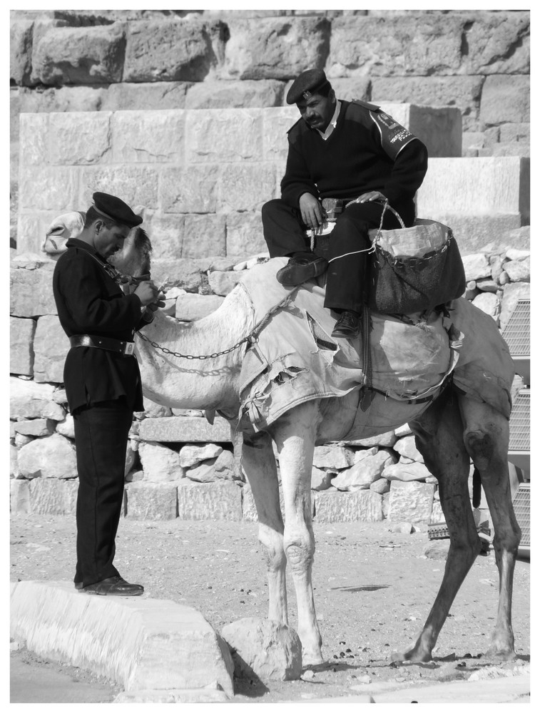 Police montée Egyptienne