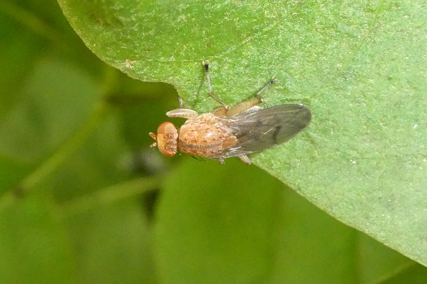 Polierfliege - Aulogastromyia anisodactyla