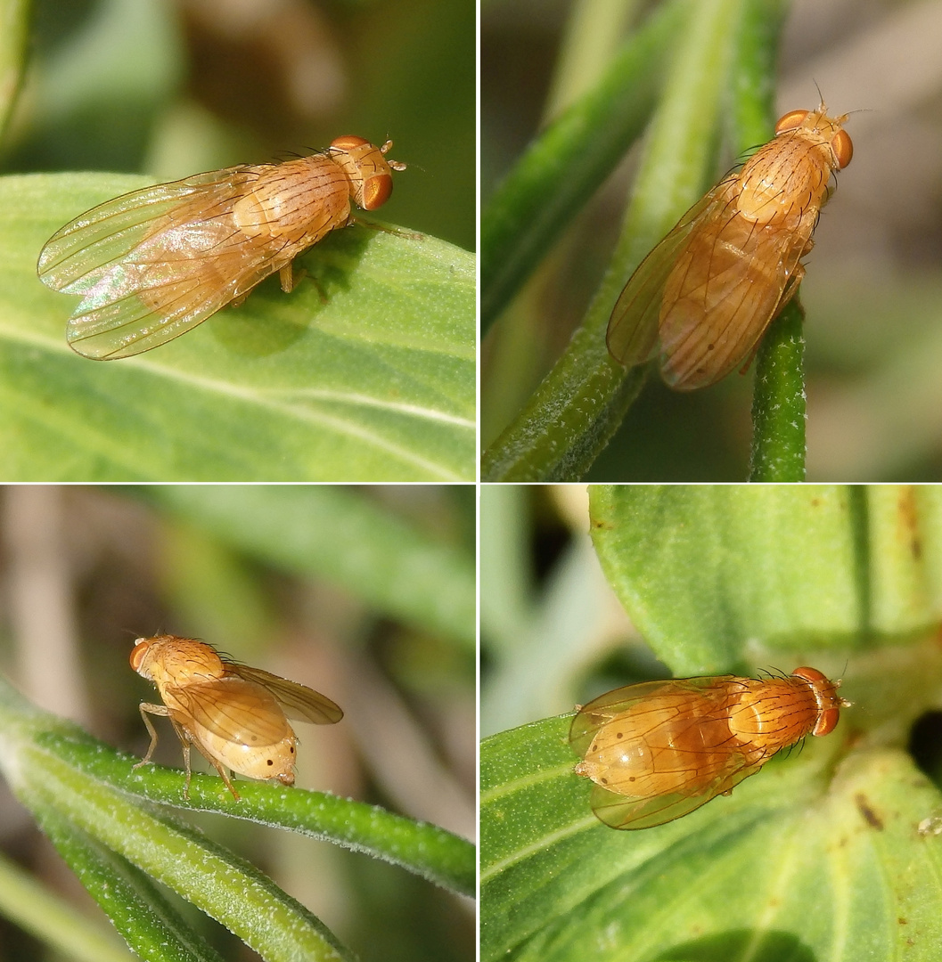 Polierfliege Sapromyza quadripunctata