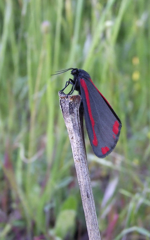 Polilla de sangre