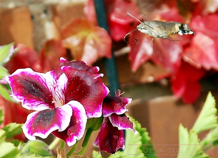 POLILLA ESFINGE COLIBRÍ