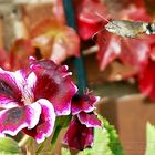 POLILLA ESFINGE COLIBRÍ