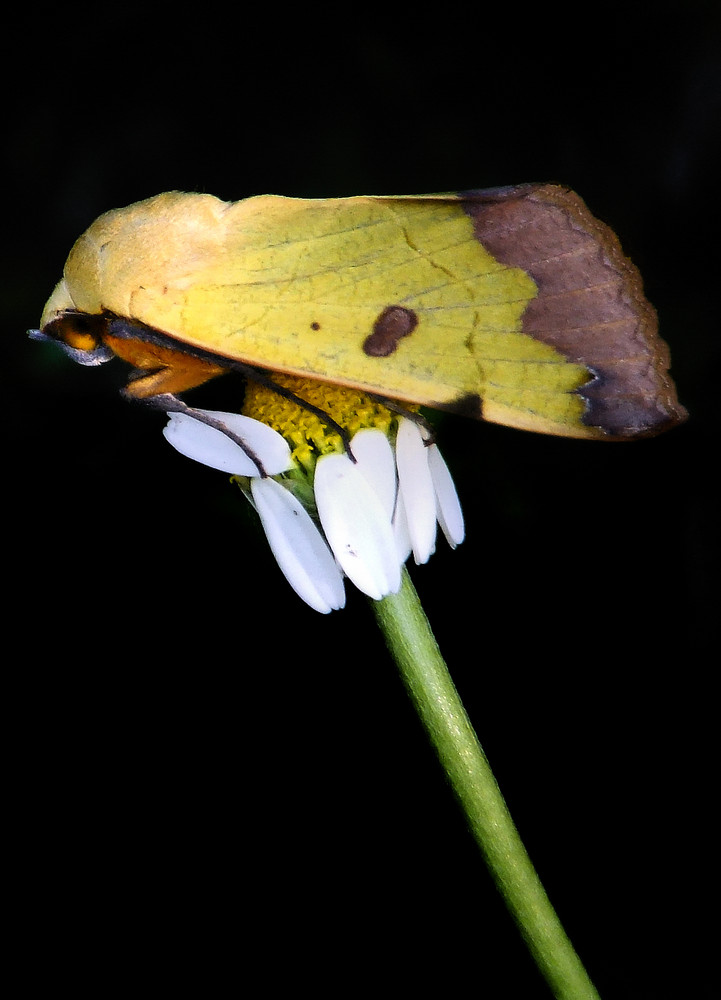 polilla nocturna