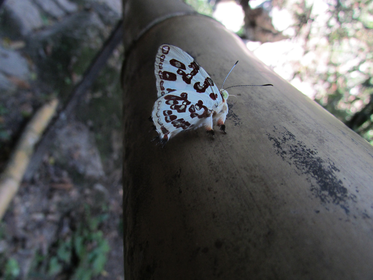 polilla venenosa