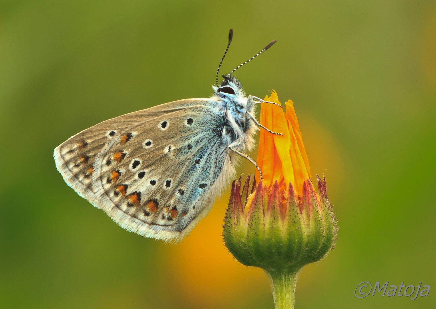 Poliommatus Celina