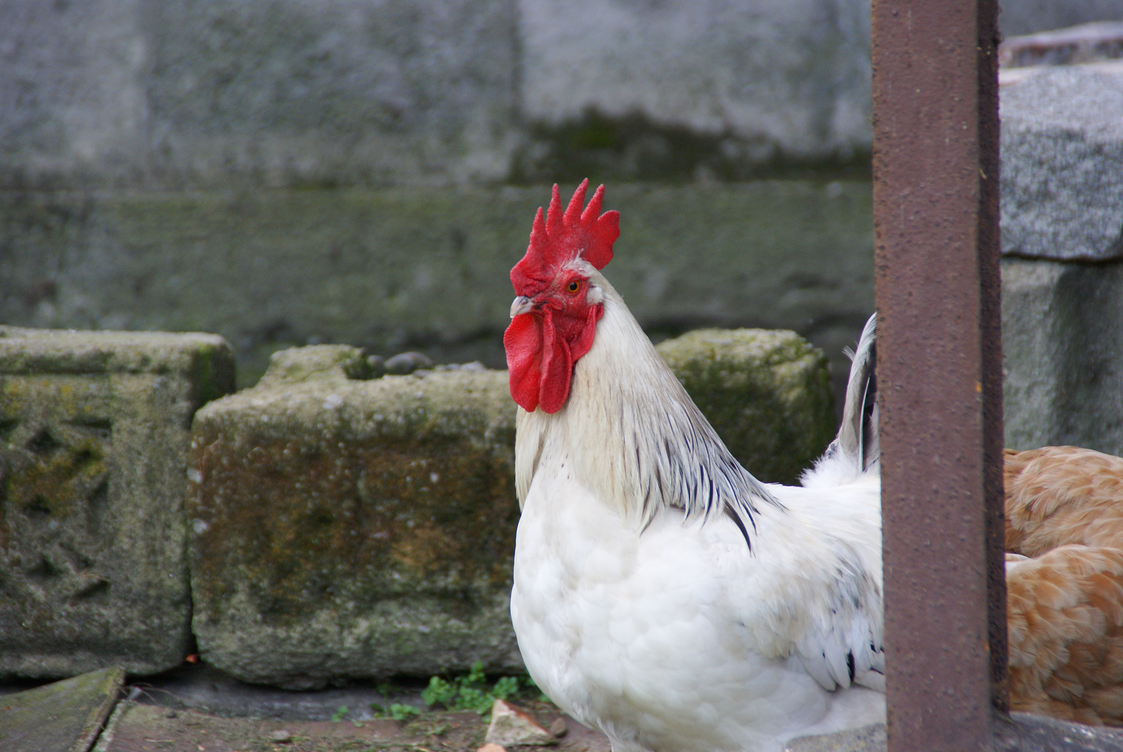 Polish Rooster