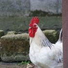 Polish Rooster