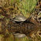 Polish Wild turtle