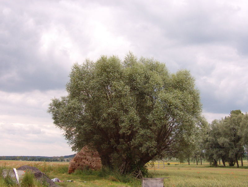 polish willow