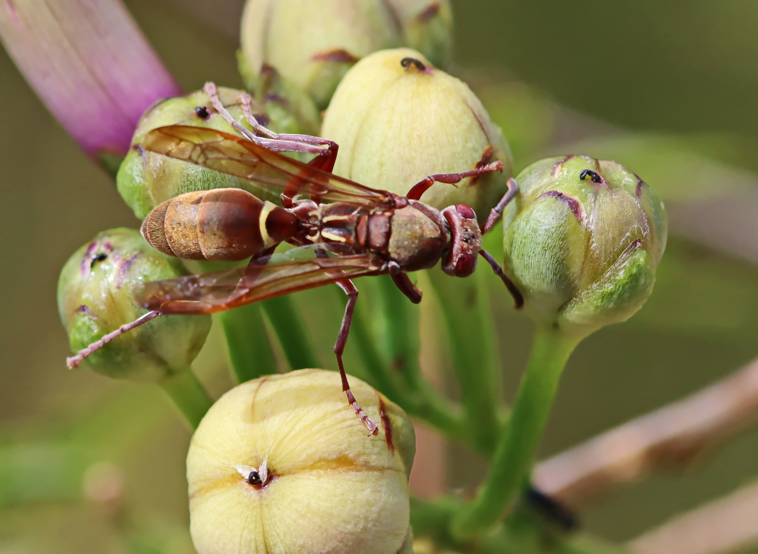 Polistes africanus + 2 Bilder